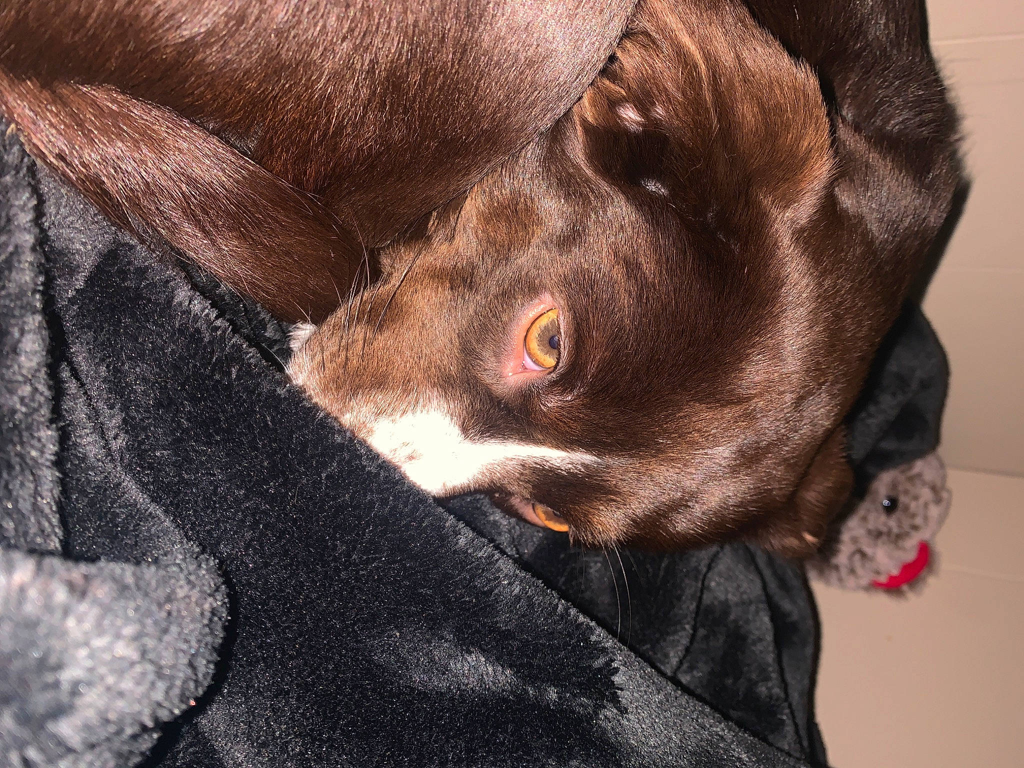 Neko is registered to the contest to win money with this photo: borador, carnivore, collar, comfort, companion_dog, dog, dog_breed, dog_collar, ear, fawn, fur, gun_dog, liver, pointing_breed, retriever, snout, sporting_group, terrestrial_animal, whiskers, working_animal