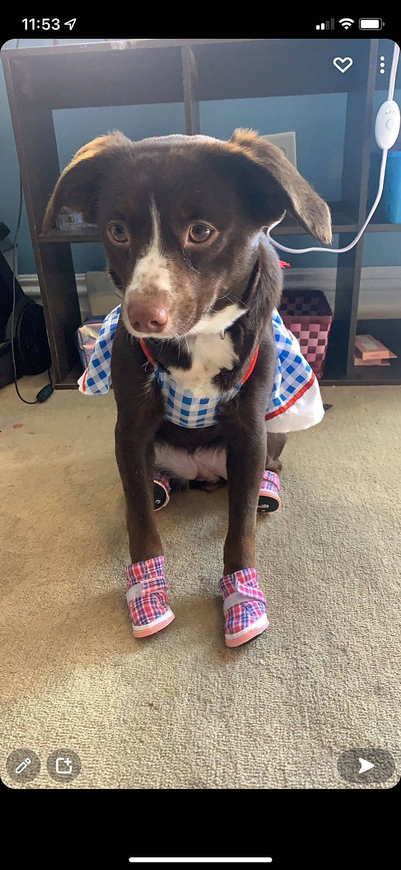 Neko joined the competition — help win amazing prizes! canidae, carnivore, chair, collar, companion_dog, dog, dog_breed, dog_collar, dog_supply, electric_blue, fashion_accessory, fawn, fur, leash, non_sporting_group, pet_supply, snout, sporting_group, whiskers, working_animal