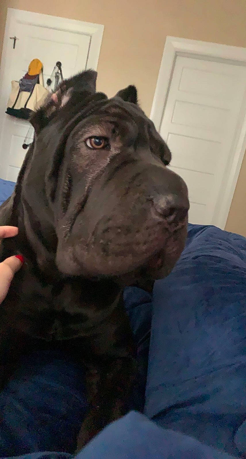 Love is registered to the contest to win money with this photo: art, canidae, carnivore, companion_dog, dog, dog_breed, dog_collar, door, fawn, fur, guard_dog, home_door, molosser, sculpture, snout, sporting_group, whiskers, working_animal, working_dog, wrinkle