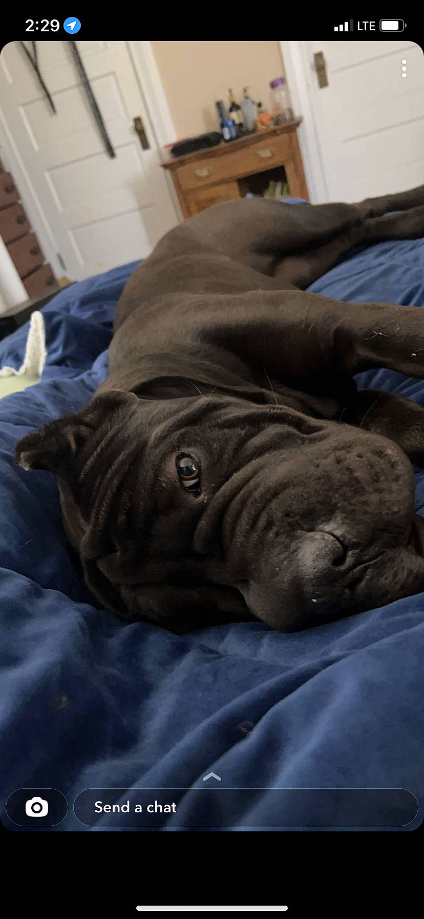 Love is registered to the contest to win money with this photo: cabinetry, carnivore, comfort, companion_dog, dog, dog_breed, door, fawn, fur, grey, hardwood, liver, snout, sporting_group, television, terrestrial_animal, whiskers, wood, working_animal, wrinkle