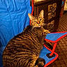 Kirby is registered to the contest to win money with this photo: cat, tabby_cat, chair, blue_chair, indoor, furniture, wooden_cabinet, stack_of_papers, carpet, relaxed, pet, animal, striped, feline, resting, close_up, cozy, domestic, whiskers, tail
