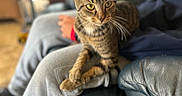 Kirby joined the competition — help win amazing prizes! cat, tabby_cat, pet, indoor, person, lap, crossed_paws, focused, blurred_background, leather_couch, casual_clothing, feline, animal, domestic, whiskers, ears, eyes, fur, sitting, cozy