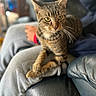 cat, tabby_cat, pet, indoor, person, lap, crossed_paws, focused, blurred_background, leather_couch, casual_clothing, feline, animal, domestic, whiskers, ears, eyes, fur, sitting, cozy
