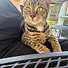 Kirby joined the competition — help win amazing prizes! tabby_cat, cat, pet, animal, yellow_eyes, person, black_shirt, lap, outdoor, porch, metal_table, greenery, daylight, close_up, whiskers, fur, sitting, relaxed, curious, domestic_animal