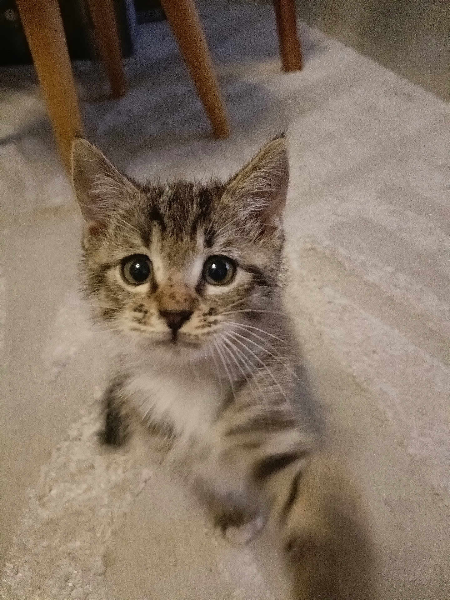 Aslan participe au concours pour gagner de l'argent avec cette photo : kitten, tabby, cat, paw, curious, wide_eyes, indoor, carpet, furniture_leg, young, pet, whiskers, cute, fur, domestic_animal, small, playful, close_up, animal, mammal