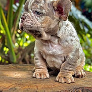 Toni joined the competition — help win amazing prizes! puppy, dog, animal, pet, outdoor, nature, tree_stump, fur, wrinkles, cute, young, sitting, close_up, greenery, background, portrait, small, ears, paws, fur_texture