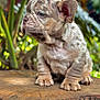puppy, dog, animal, pet, outdoor, nature, tree_stump, fur, wrinkles, cute, young, sitting, close_up, greenery, background, portrait, small, ears, paws, fur_texture