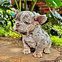 Toni is registered to the contest to win money with this photo: puppy, dog, tree_stump, outdoor, nature, greenery, leaves, cute, animal, young, pet, wrinkled_skin, speckled_coat, small, sitting, closeup, portrait, fur, ears, forest
