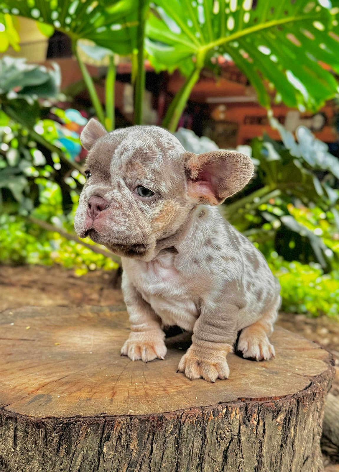 Toni is registered to the contest to win money with this photo: puppy, dog, tree_stump, outdoor, nature, greenery, leaves, cute, animal, young, pet, wrinkled_skin, speckled_coat, small, sitting, closeup, portrait, fur, ears, forest