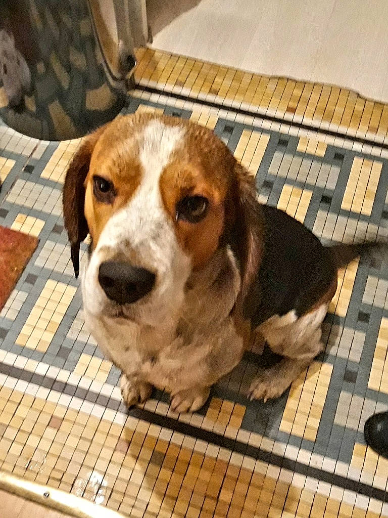 Loocky participe au concours pour gagner de l'argent avec cette photo : beagle, beagle_harrier, canidae, carnivore, circle, collar, companion_dog, dog, dog_breed, finnish_hound, flooring, fur, hound, pet_supply, scent_hound, sporting_group, terrestrial_animal, whiskers, wood, working_animal