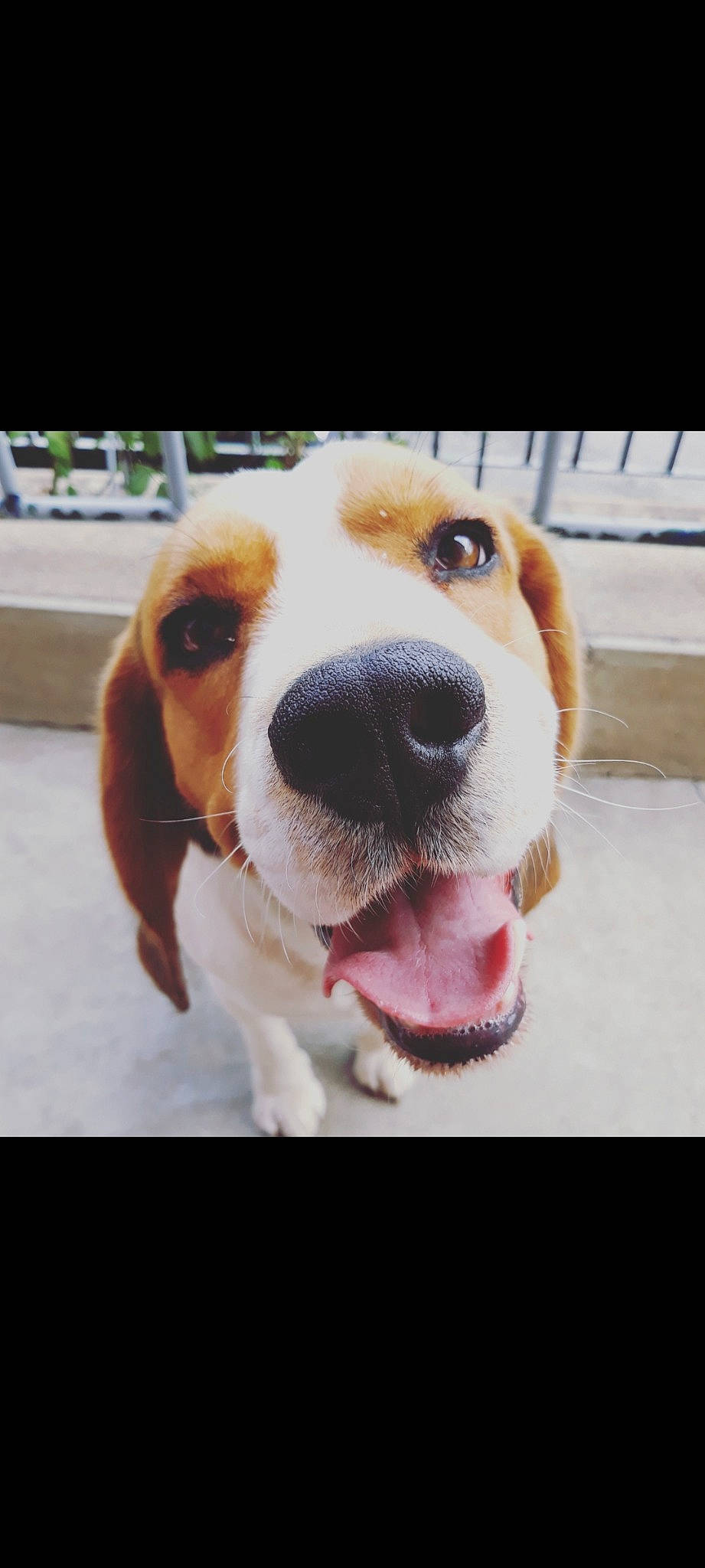 Loocky participe au concours pour gagner de l'argent avec cette photo : canidae, carnivore, collar, companion_dog, dog, dog_breed, dog_collar, dog_supply, ear, fawn, fur, liver, mammal, paw, pet_supply, scent_hound, snout, sporting_group, whiskers, working_animal