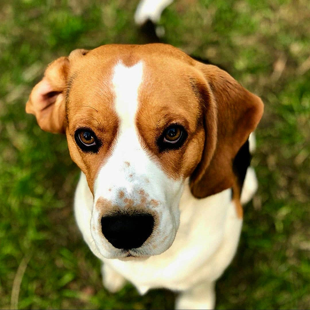 Loocky a rejoint le concours — aidez-le/la à gagner de superbes lots ! ancient_dog_breeds, canidae, carnivore, collar, companion_dog, dog, dog_breed, fawn, grass, hound, hunting_dog, plant, scent_hound, snout, sporting_group, terrestrial_animal, whiskers, working_animal