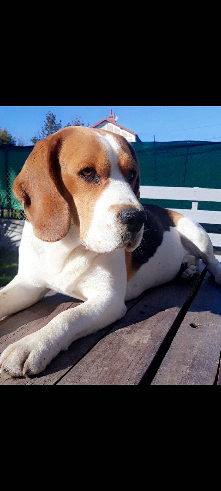 Loocky participe au concours pour gagner de l'argent avec cette photo : beaglier, canidae, carnivore, collar, companion_dog, dog, dog_breed, fawn, hound, hunting_dog, liver, scent_hound, sky, snout, sporting_group, working_animal