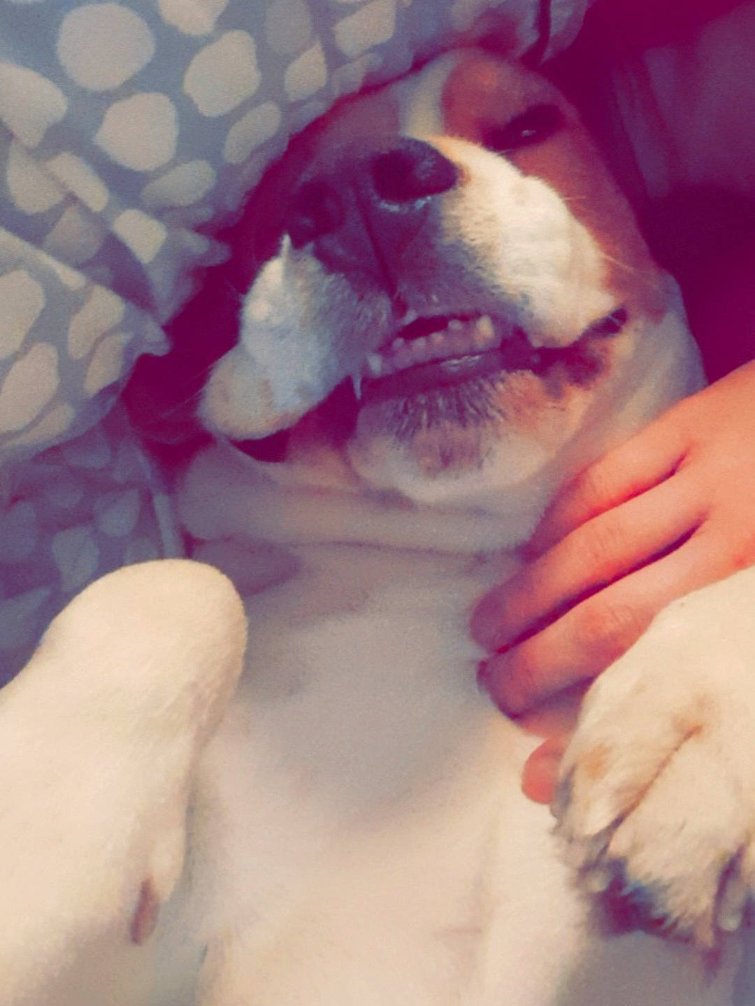 Loocky participe au concours pour gagner de l'argent avec cette photo : bulldog, carnivore, comfort, companion_dog, dog, dog_breed, ear, fawn, finger, gesture, head, jaw, nail, nose, paw, pink, snout, sporting_group, toy, whiskers