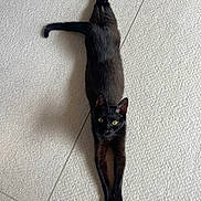 Asmar participe au concours pour gagner de l'argent avec cette photo : cat, black_cat, stretching, floor, indoor, pet, animal, feline, looking_up, yellow_eyes, curious, fur, whiskers, paws, tail, relaxed, domestic_cat, texture, light, shadow