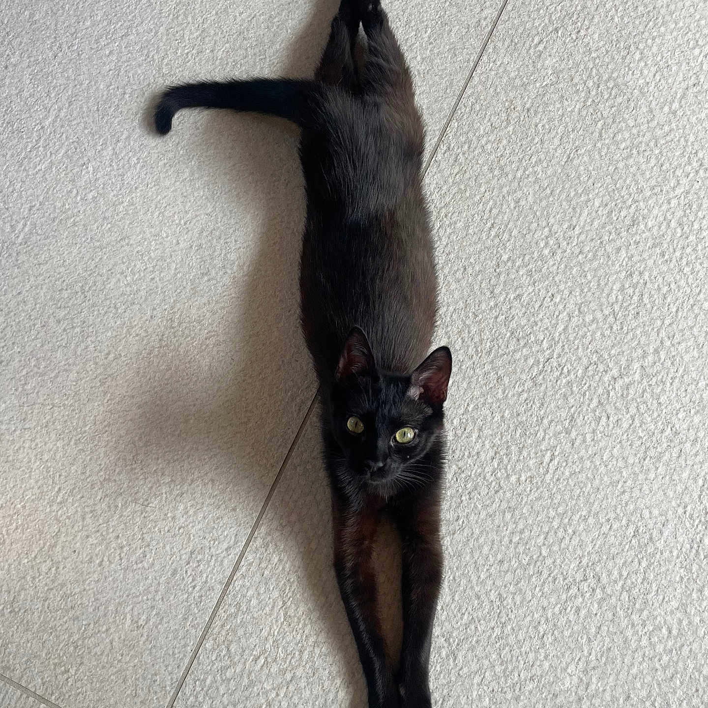 Asmar participe au concours pour gagner de l'argent avec cette photo : animal, black_cat, cat, curious, domestic_cat, feline, floor, fur, indoor, light, looking_up, paws, pet, relaxed, shadow, stretching, tail, texture, whiskers, yellow_eyes