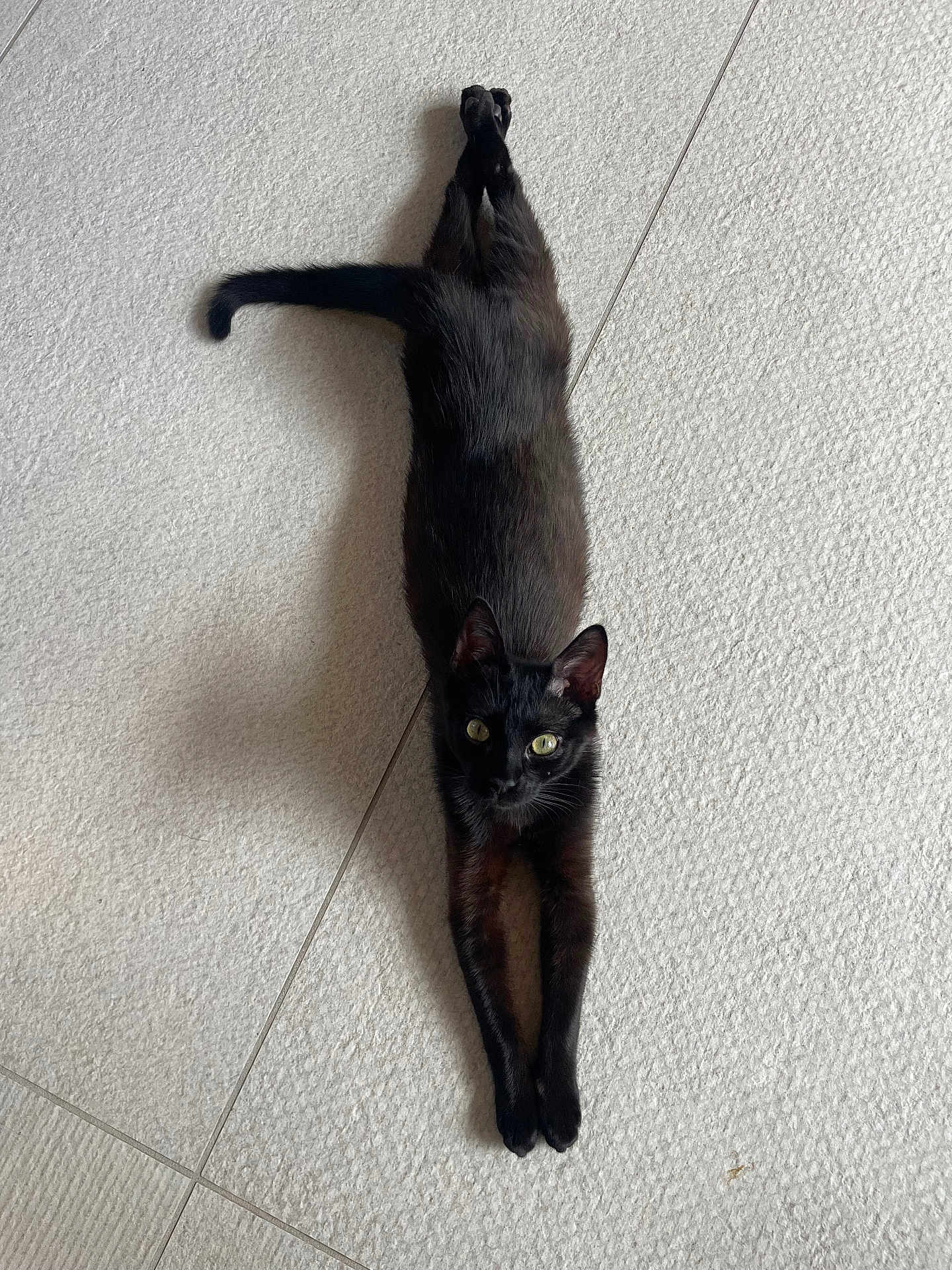 Asmar participe au concours pour gagner de l'argent avec cette photo : cat, black_cat, stretching, floor, indoor, pet, animal, feline, looking_up, yellow_eyes, curious, fur, whiskers, paws, tail, relaxed, domestic_cat, texture, light, shadow