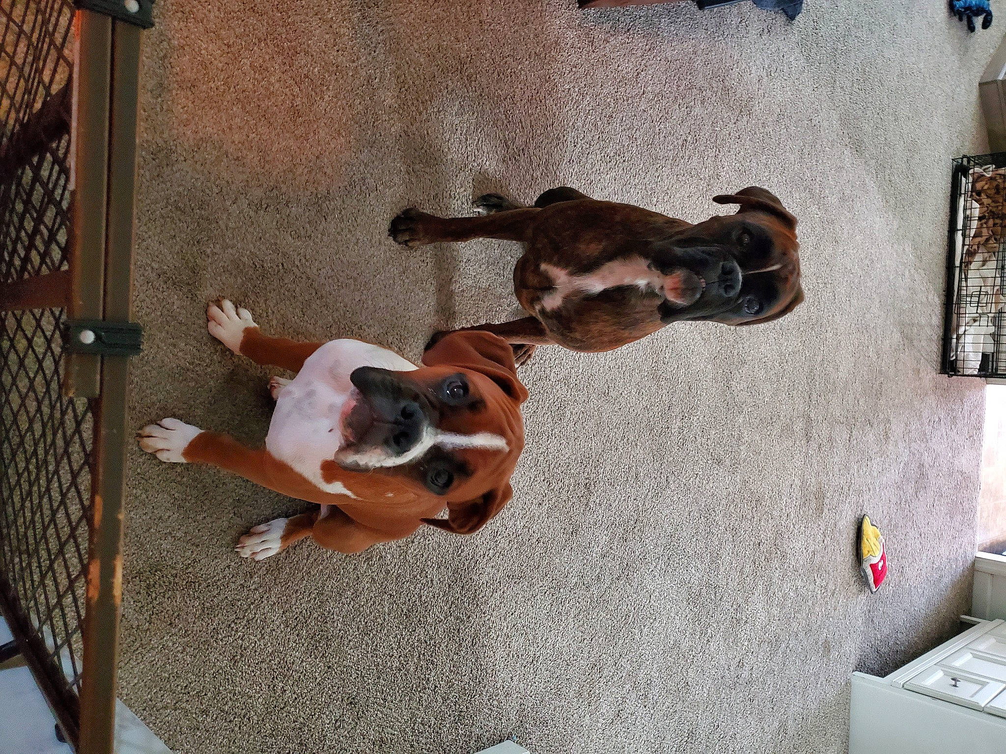 Hank joined the competition — help win amazing prizes! canidae, carnivore, comfort, companion_dog, dog, dog_breed, dog_supply, fawn, fence, flooring, liver, mammal, mesh, pet_supply, snout, sporting_group, tail, vertebrate, wood, working_animal