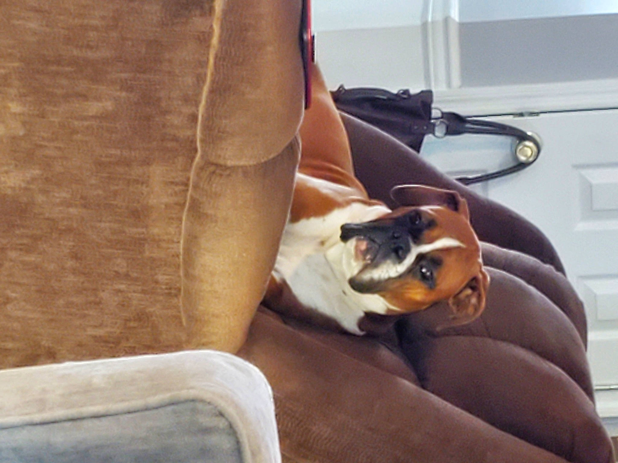 Hank joined the competition — help win amazing prizes! canidae, carnivore, chair, comfort, companion_dog, dog, dog_breed, fawn, flooring, hardwood, human_leg, room, snout, sporting_group, thigh, toy_dog, vehicle_door, window, wood, working_animal