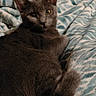 cat, gray_cat, pet, animal, feline, indoor, blanket, patterned_blanket, cozy, resting, lying_down, looking_back, fur, whiskers, tail, ears, eyes, comfort, relaxed, home