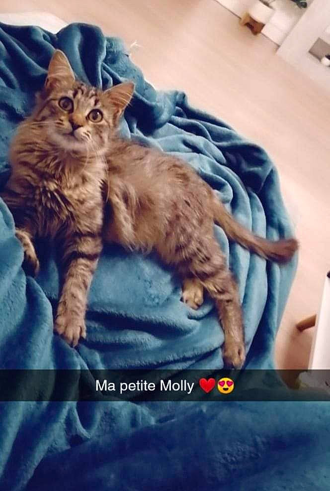 Molly a rejoint le concours — aidez-le/la à gagner de superbes lots ! carnivore, cat, claw, comfort, domestic_short_haired_cat, felidae, fur, linens, metal, nap, paw, photo_caption, small_to_medium_sized_cats, square, tail, textile, whiskers