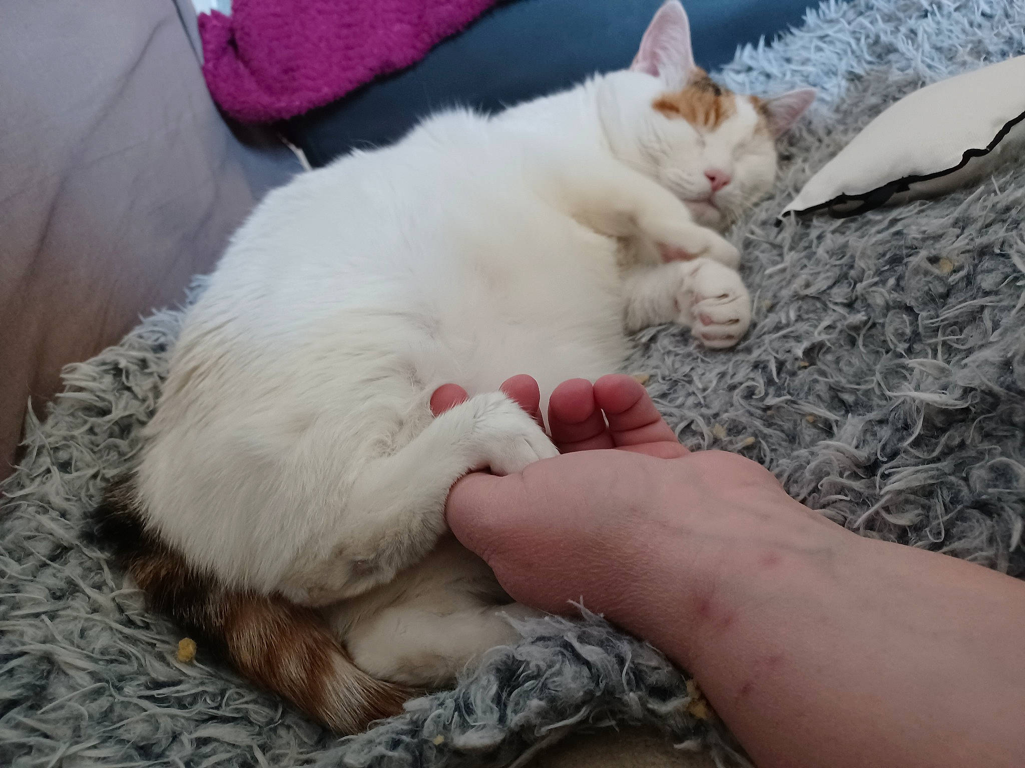 Paillette participe au concours pour gagner de l'argent avec cette photo : carnivore, cat, claw, comfort, domestic_short_haired_cat, fawn, felidae, foot, fur, gesture, hand, lap, nail, nap, paw, small_to_medium_sized_cats, snout, tail, toe, whiskers