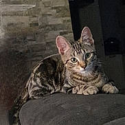 Gyzmo a rejoint le concours — aidez-le/la à gagner de superbes lots ! cat, tabby, feline, pet, indoor, couch, gray, resting, animal, whiskers, ears, eyes, tail, fur, mammal, cozy, home, relaxed, curious, portrait