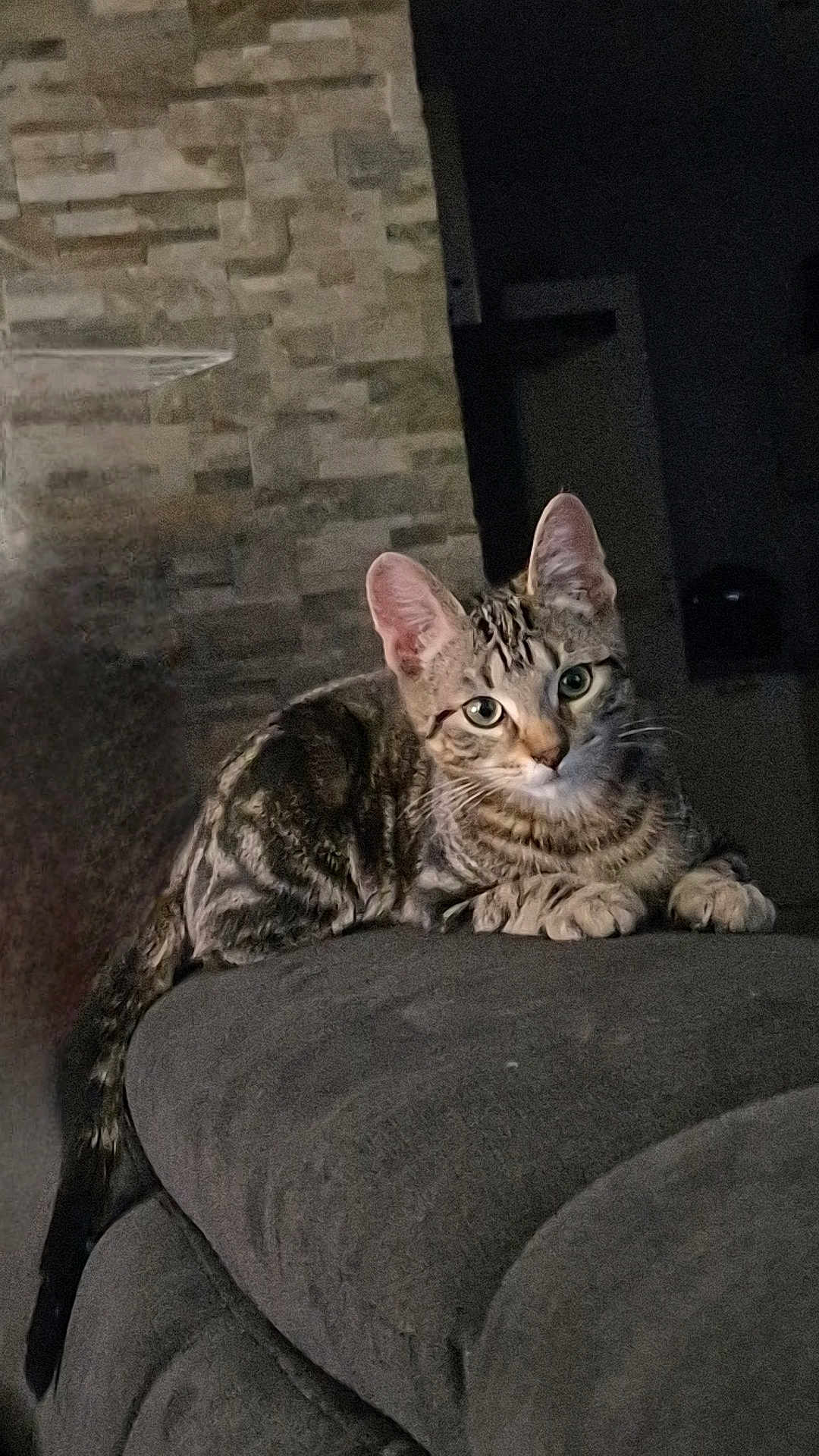 Gyzmo a rejoint le concours — aidez-le/la à gagner de superbes lots ! cat, tabby, feline, pet, indoor, couch, gray, resting, animal, whiskers, ears, eyes, tail, fur, mammal, cozy, home, relaxed, curious, portrait