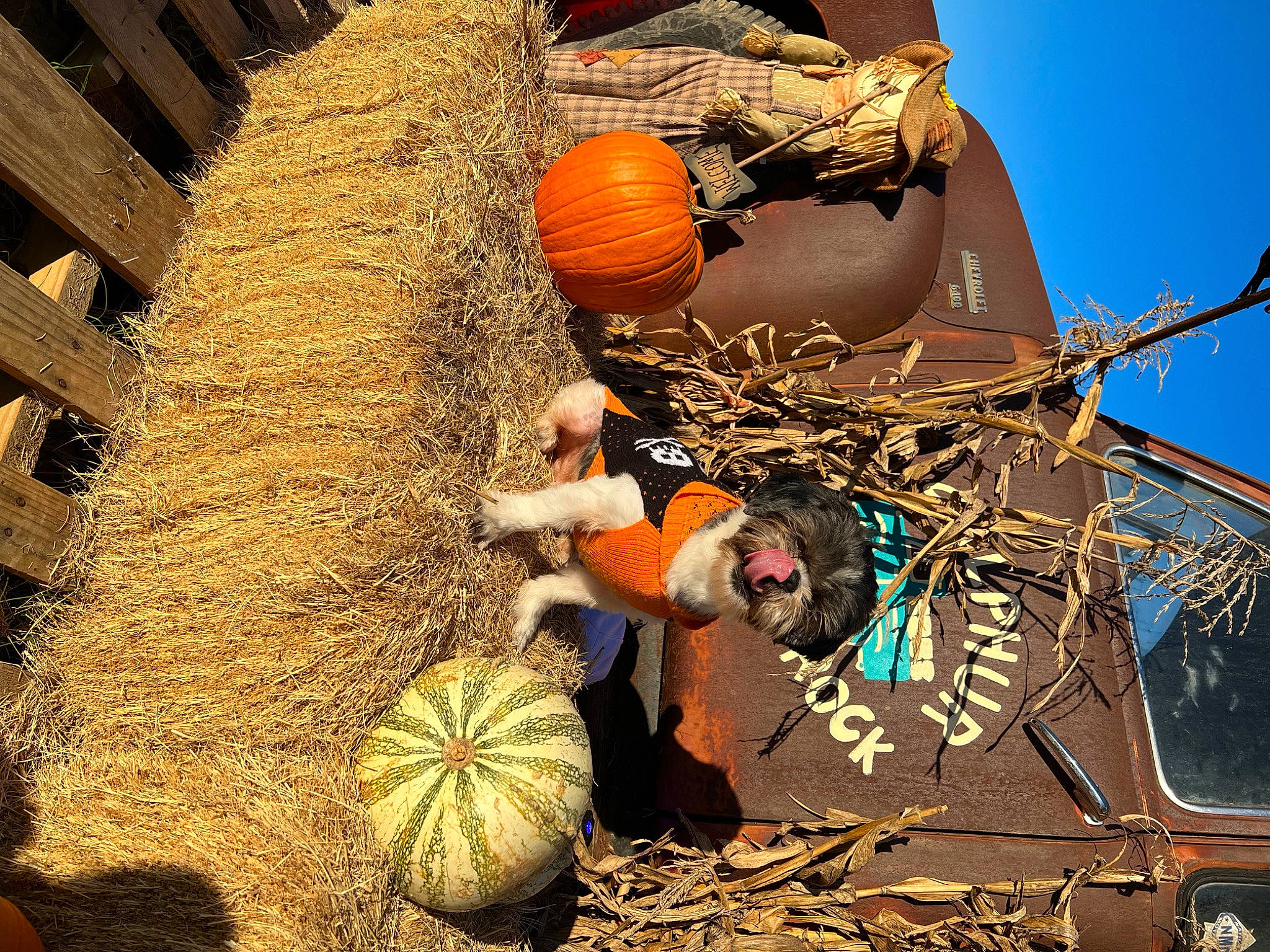 Kevin joined the competition — help win amazing prizes! _and_melon_family, _gourd, agriculture, calabaza, cucumber, cucurbita, gourd, harvest, hat, hay, helmet, landscape, local_food, plant, pumpkin, soil, squash, tree, vegetable, winter_squash