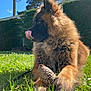 dog, canine, fluffy, fur, tongue_out, pinecone, grass, outdoor, sunlight, pet, leash, paw, portrait, closeup, hedge, tree, blue_sky, garden, nature, greenery
