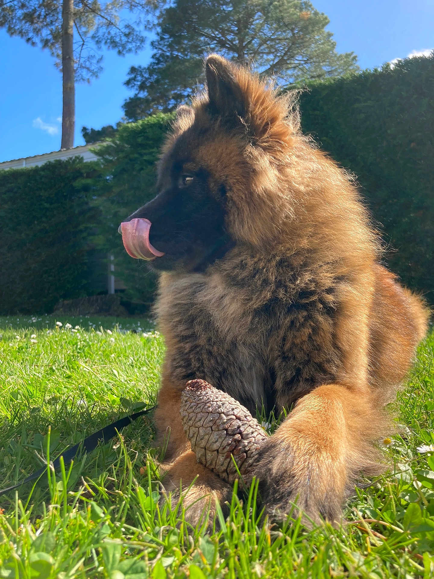 Tina participe au concours pour gagner de l'argent avec cette photo : dog, canine, fluffy, fur, tongue_out, pinecone, grass, outdoor, sunlight, pet, leash, paw, portrait, closeup, hedge, tree, blue_sky, garden, nature, greenery