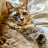 cat, fluffy, long_hair, tabby, feline, pet, animal, portrait, close_up, sleepy, relaxed, serious_expression, whiskers, ears, paws, fur, bedding, bed, indoors, cozy