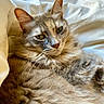 cat, feline, fluffy, long_hair, tabby, gray_fur, cream_fur, green_eyes, whiskers, ears, face, portrait, lying_down, sleeping, bed, bedding, blanket, indoors, cozy, closeup