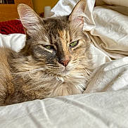 Tipie a rejoint le concours — aidez-le/la à gagner de superbes lots ! cat, long_hair, fluffy, feline, green_eyes, whiskers, ears, tabby, brown_fur, cream_fur, sleepy, relaxed, bed, bedding, white_sheets, bedroom, red_blanket, indoor, portrait, close_up