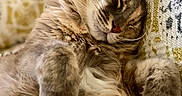 Tipie a rejoint le concours — aidez-le/la à gagner de superbes lots ! cat, sleeping, fluffy, tabby, pet, animal, fur, paws, whiskers, closed_eyes, indoors, couch, cushion, patterned_fabric, cozy, relaxed, nap, portrait, close_up, cute
