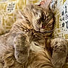 cat, sleeping, fluffy, tabby, pet, animal, fur, paws, whiskers, closed_eyes, indoors, couch, cushion, patterned_fabric, cozy, relaxed, nap, portrait, close_up, cute