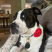 Nala joined the competition — help win amazing prizes! dog, black_and_white, collar, red_flower, pet, indoor, blanket, couch, living_room, furniture, wooden_table, staircase, window, decor, calm, relaxed, animal, canine, fur, portrait