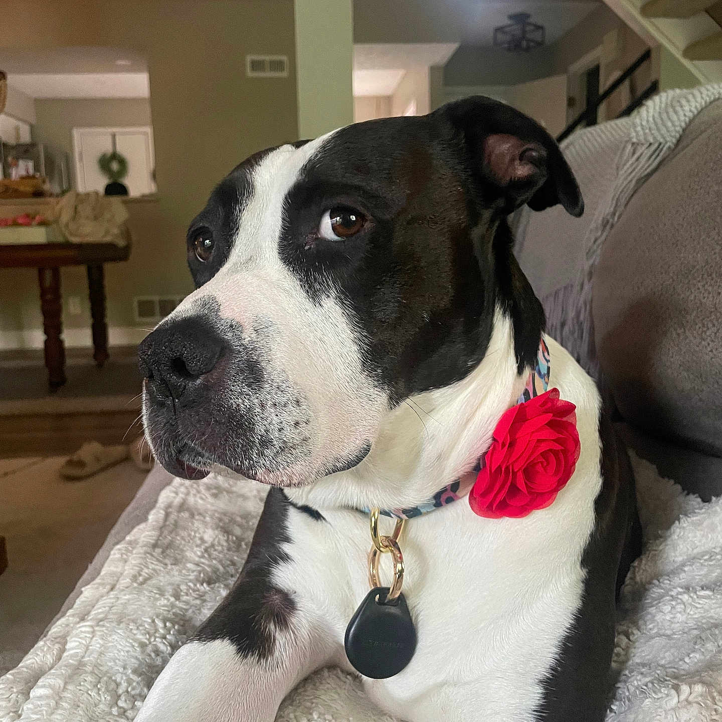 Nala