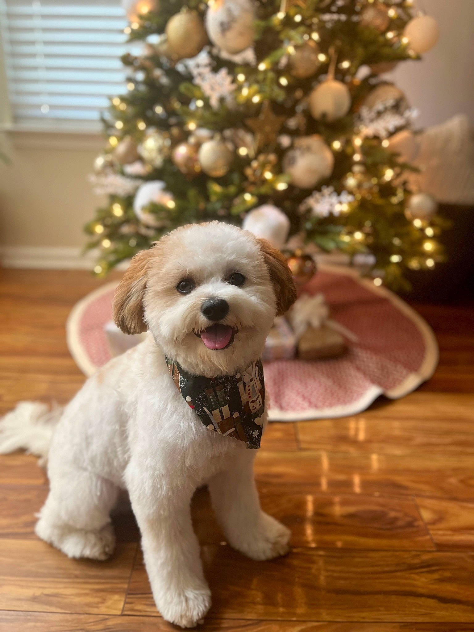 Nico joined the competition — help win amazing prizes! carnivore, christmas, christmas_decoration, christmas_ornament, christmas_tree, companion_dog, dog, dog_breed, dog_collar, dog_supply, event, fawn, fur, holiday, ornament, sporting_group, terrier, toy_dog, wood, working_animal