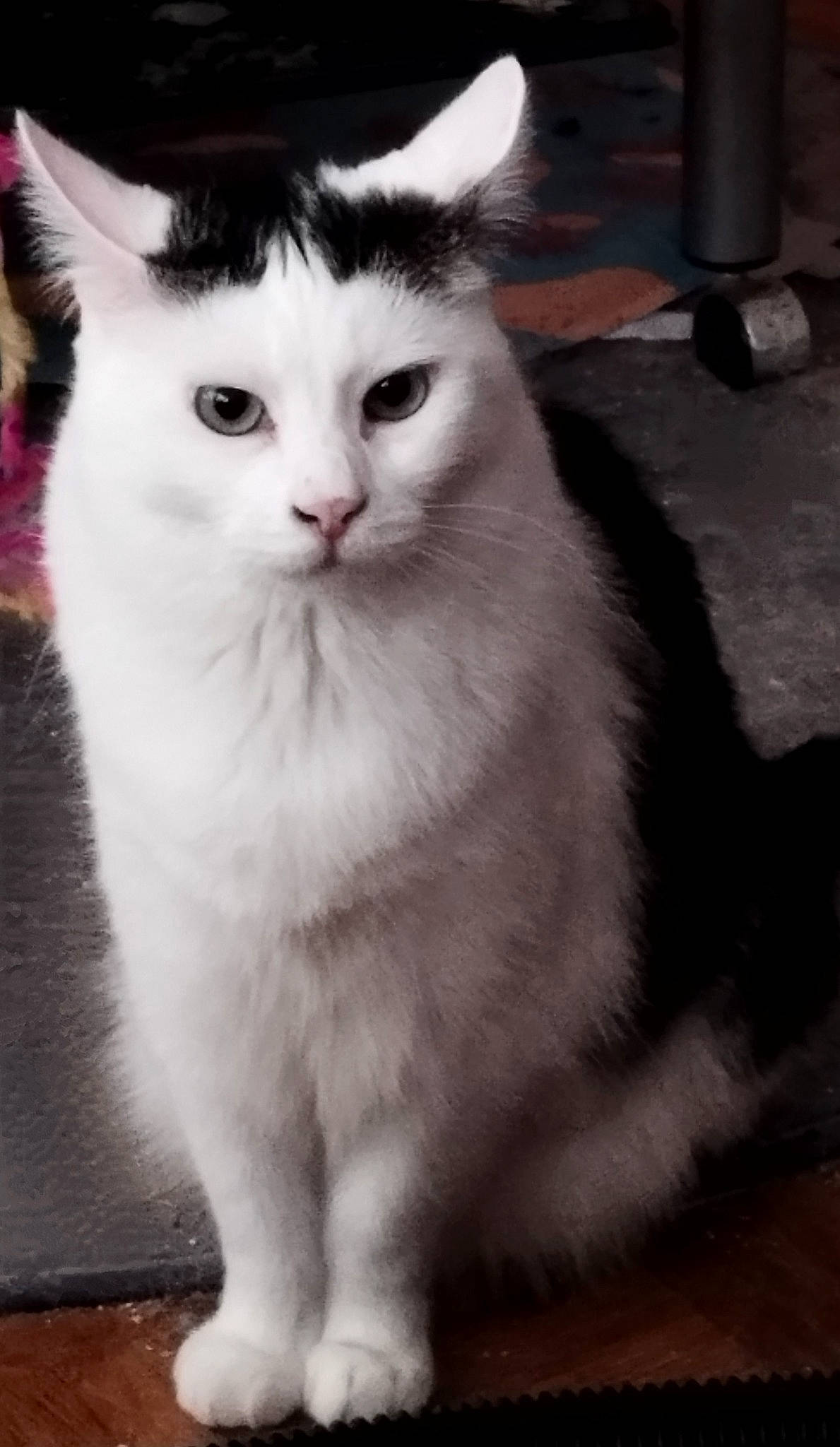 Poppy a rejoint le concours — aidez-le/la à gagner de superbes lots ! carnivore, cat, domestic_short_haired_cat, felidae, fur, gas, monochrome_photography, paw, small_to_medium_sized_cats, snout, tail, whiskers, window