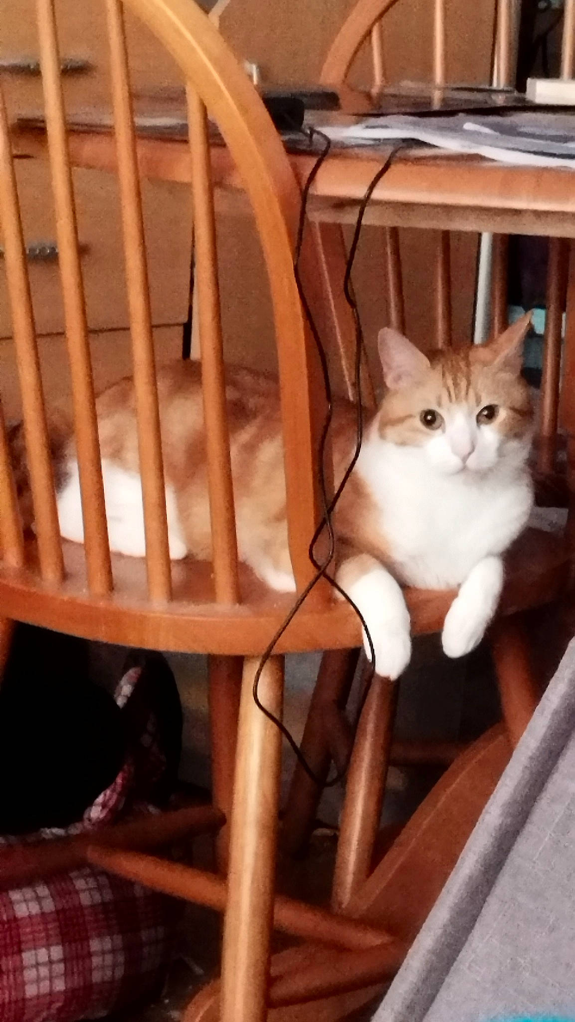 Oscar participe au concours pour gagner de l'argent avec cette photo : carnivore, cat, cat_supply, chair, comfort, domestic_short_haired_cat, fawn, felidae, fur, hardwood, outdoor_furniture, plywood, room, shelf, small_to_medium_sized_cats, tail, varnish, whiskers, wood, wood_stain