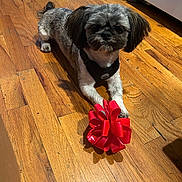 Ace joined the competition — help win amazing prizes! dog, small_dog, brown_floor, wooden_floor, red_bow, pet, indoor, floor, paws, fur, cute, animal, domestic_animal, toy, playful, household, closeup, mammal, companion, guarding