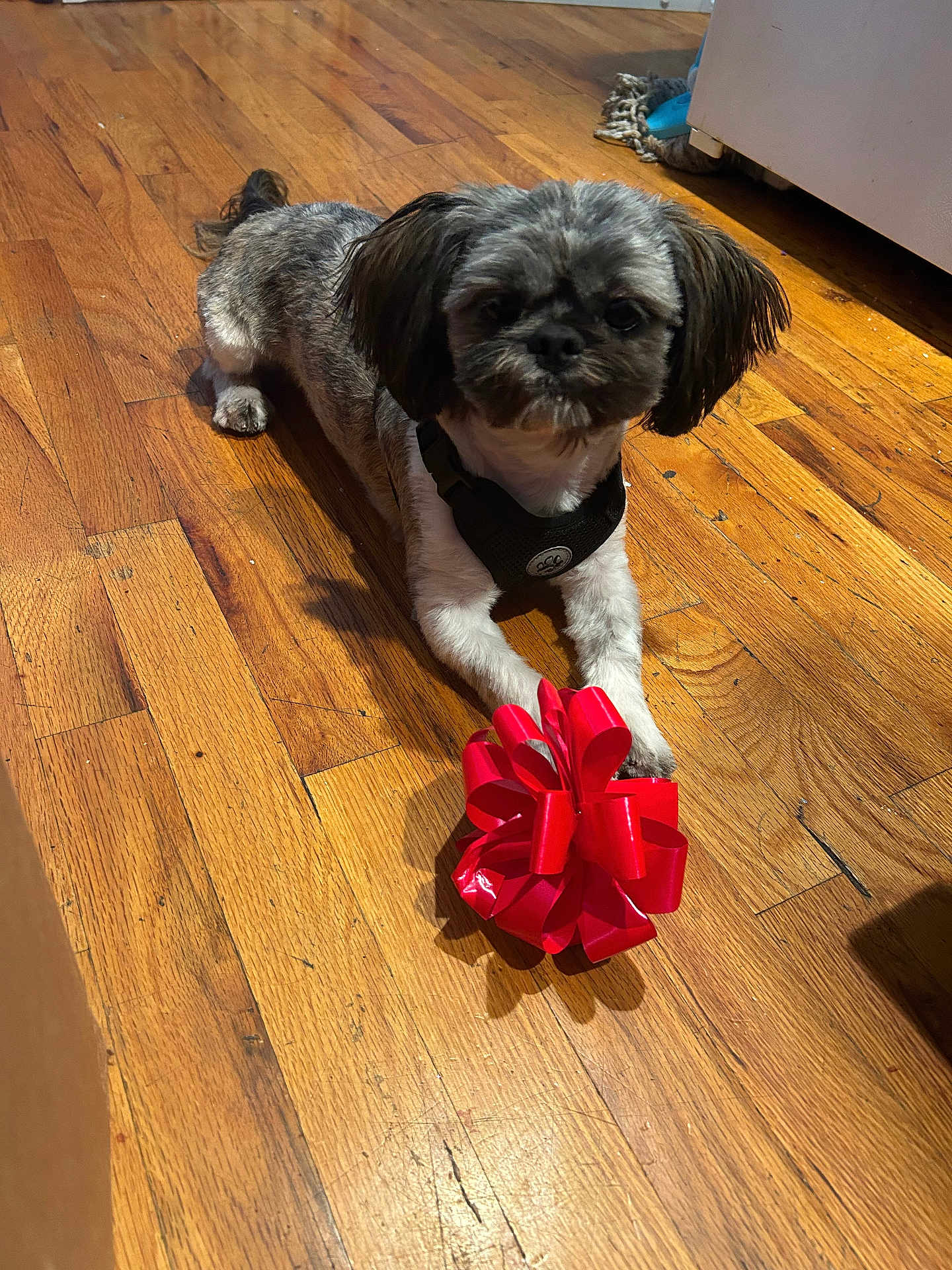 Ace joined the competition — help win amazing prizes! dog, small_dog, brown_floor, wooden_floor, red_bow, pet, indoor, floor, paws, fur, cute, animal, domestic_animal, toy, playful, household, closeup, mammal, companion, guarding
