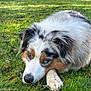 Laska a rejoint le concours — aidez-le/la à gagner de superbes lots ! dog, australian_shepherd, grass, outdoors, lying_down, resting, closeup, muzzle, paw, fur, tricolor, eyes, portrait, park, leaf, nature, green, sunlight, ground, relaxed