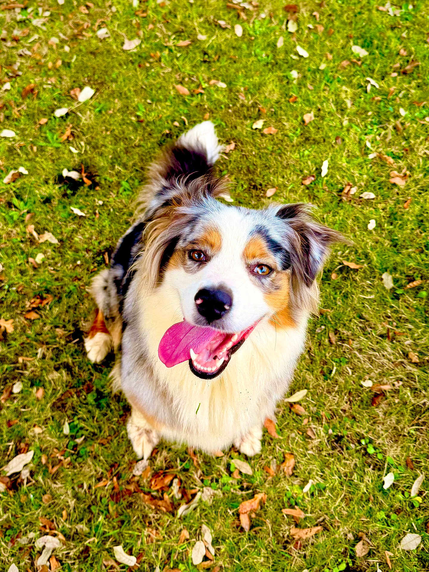 Laska participe au concours pour gagner de l'argent avec cette photo : dog, australian_shepherd, grass, tongue_out, happy, pet, outdoors, fur, portrait, brown_eyes, looking_up, leaves, canine, playful, sitting, closeup, ears, nose, smile, nature