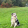 dog, australian_shepherd, pet, grass, park, sitting, tongue_out, happy, canine, fur, tricolor, outdoor, nature, trees, foliage, lawn, portrait, companion, playful, wet_fur