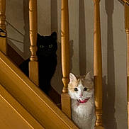 Lily participe au concours pour gagner de l'argent avec cette photo : cat, black_cat, orange_cat, staircase, baluster, wooden_railing, wood, pet, collar, indoor, shadows, green_eyes, peeking, curious, portrait, vertical_composition, sitting, fur, home_interior, low_light