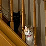 cat, black_cat, orange_cat, staircase, baluster, wooden_railing, wood, pet, collar, indoor, shadows, green_eyes, peeking, curious, portrait, vertical_composition, sitting, fur, home_interior, low_light