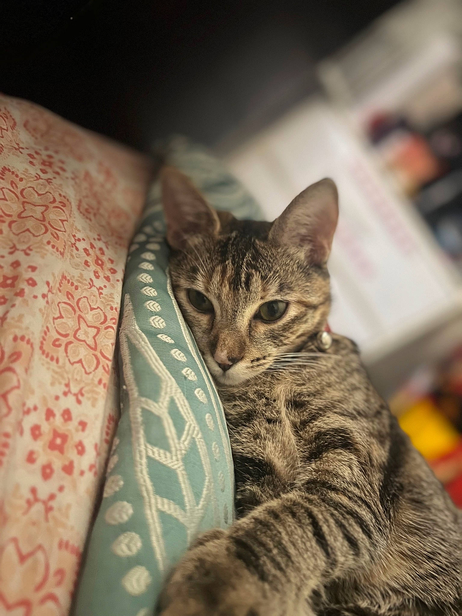 Doja joined the competition — help win amazing prizes! carnivore, cat, claw, comfort, domestic_short_haired_cat, felidae, foot, fur, human_body, human_leg, linens, pattern, sitting, small_to_medium_sized_cats, snout, temporary_tattoo, terrestrial_animal, tree, whiskers, wildlife