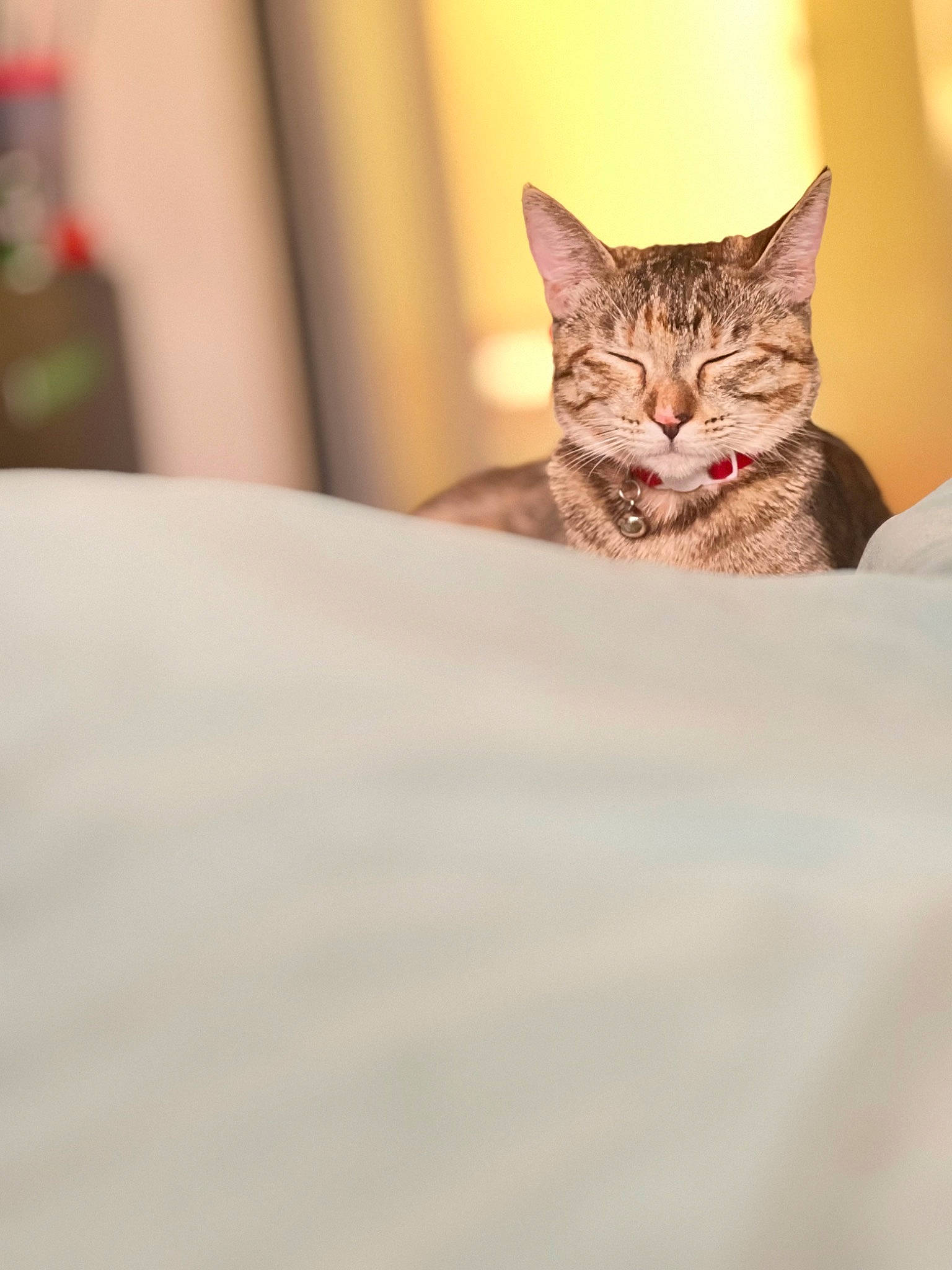 Doja joined the competition — help win amazing prizes! carnivore, cat, claw, comfort, domestic_short_haired_cat, eye, fawn, felidae, fur, linens, macro_photography, small_to_medium_sized_cats, snout, terrestrial_animal, tree, whiskers, wildlife, wood